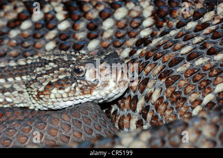 South American Rattlesnake or Tropical Rattlesnake (Crotalus durissus), South American species, captive, Bergkamen Stock Photo