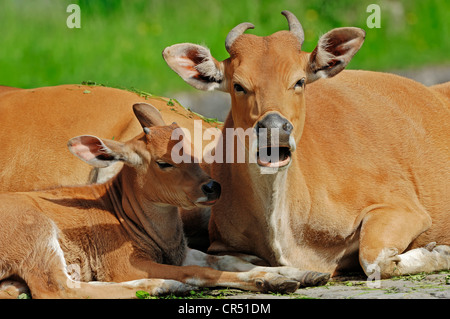Banteng or Tembadau (Bos javanicus), cow with calf, Asian species, Czech Republic, Europe Stock Photo
