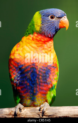 Rainbow Lorikeet, Swainson's Lory, Moluccan Rainbow Lorikeet, Swainson's Blue Mountain Rainbow Lorikeet (Trichoglossus Stock Photo