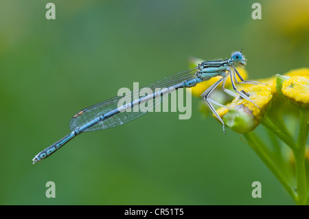 White-legged Damselfly or Blue Featherleg (Platycnemis pennipes), Oberlangen, Emsland, Lower Saxony, Germany, Europe Stock Photo