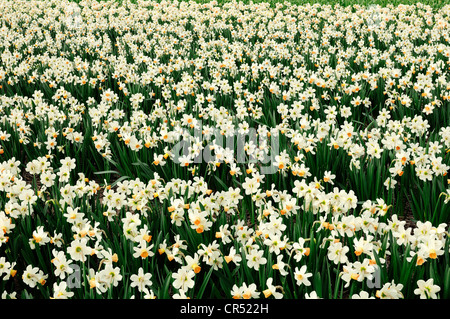 Field of Daffodils (Narcissus sp.), Lisse, South Holland, Holland, Netherlands, Europe Stock Photo