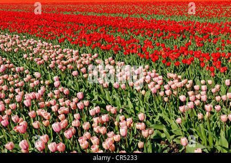 Field of Tulips (Tulipa sp.), near Lisse, South Holland, Holland, Netherlands, Europe Stock Photo