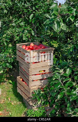 Apples (Malus domestica) in boxes at an apple tree plantation, Altes Land, Lower Saxony, Germany, Europe Stock Photo