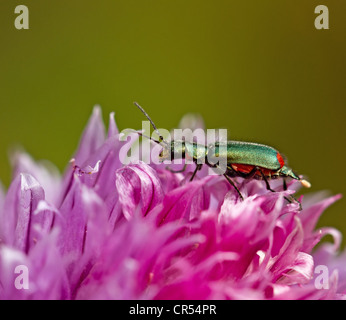 Iridescent green Malachite Beetle with red spots Stock Photo