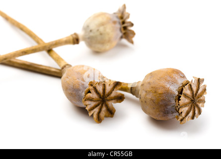 Dryed poppy heads isolated on white background Stock Photo