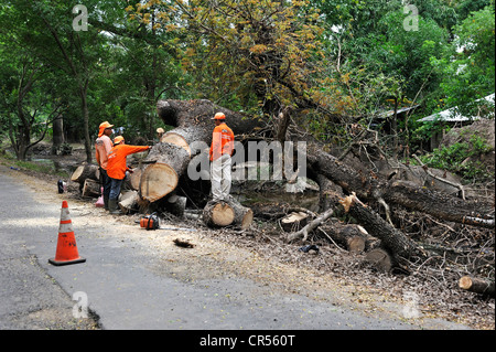 Workers trying to remove a large tree trunk that fell on the road in the flood disaster of October 2011, El Angel, Jiquilisco Stock Photo