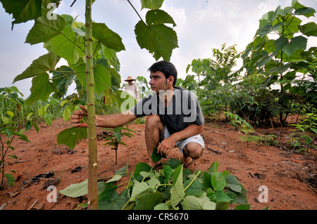 Young farmer cultivating seedlings for the reforestation of cleared land in the Amazon rainforest, tree nursery of a cooperative Stock Photo