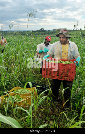 Field work, men harvesting okra, COOPAC cooperative, settlement of the Movimento dos Trabalhadores Rurais sem Terra landless Stock Photo