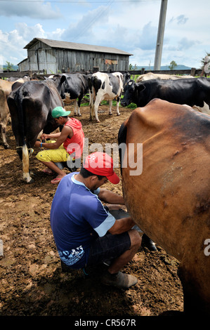 Milkers milking cows by hand, traditional dairy farming, settlement of the Movimento dos Trabalhadores Rurais sem Terra landless Stock Photo