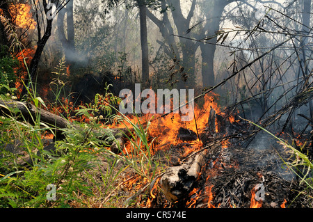Deforestation by burning off for the recovery of arable land by large landowners, Gran Chaco,  Province, Argentina Stock Photo