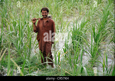 Smiling man holding a hoe in an irrigated maize field, Basti Lehar Walla village, Punjab, Pakistan, Asia Stock Photo