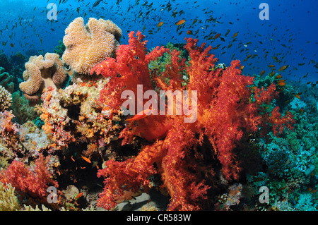Egypt, Red Sea, coral reef with red alcyonarian coral Stock Photo