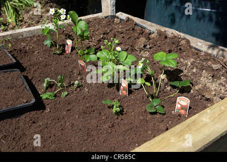 Raised strawberry bed Stock Photo: 60234900 - Alamy