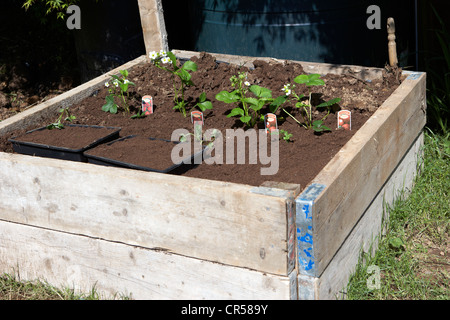 a raised bed constructed from reclaimed wood in a garden in the uk Stock Photo