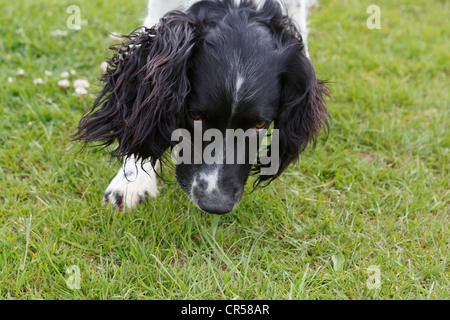 Head shot of a black and white Springer Spaniel dog running and sniffing with its nose along the ground. England UK Britain Stock Photo