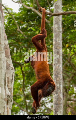 Red Howler Monkey hanging by prehensile tail. Red Howler Monkey  seniculus Alouatta juara Jurua red howler monkey Hanging by pre Stock Photo