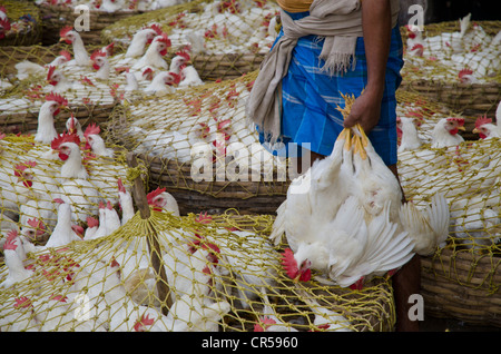 Crammed chicken for sale at the chicken market, Kolkata, West Bengal, India, Asia Stock Photo