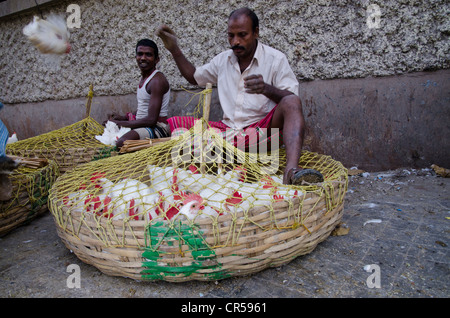 Crammed chicken for sale at the chicken market, Kolkata, West Bengal, India, Asia Stock Photo