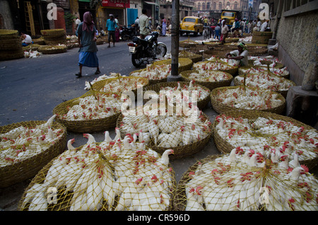 Crammed chicken for sale at the chicken market, Kolkata, West Bengal, India, Asia Stock Photo