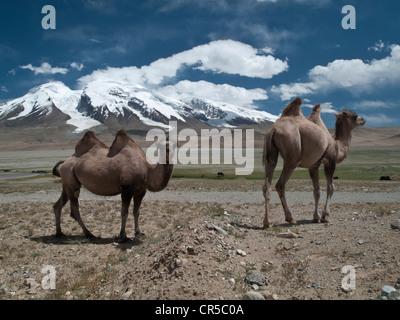 Bactrian camels (Camelus bactrianus), in front of Muztag Ata, 7546m, 'Father of Ice Mountains', one of the highest peaks in Stock Photo