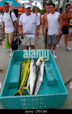 Miami Beach Florida,Marina,deep sea fishing tournament,catch,cart,amberjack,yellow dolphin,fish,Black man men male adult adults,FL120525015 Stock Photo