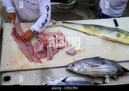 Miami Beach Florida,Marina,yellow dolphin fish,amberjack,filleting,filet,cutting,man men male adult adults,fisherman,FL120525019 Stock Photo