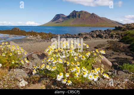 Iceland, Vesturland Region, Snaefellsnes Peninsula, Grundarfjordur Bay Stock Photo
