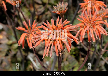 Aloe vera flowers menorca spain Stock Photo