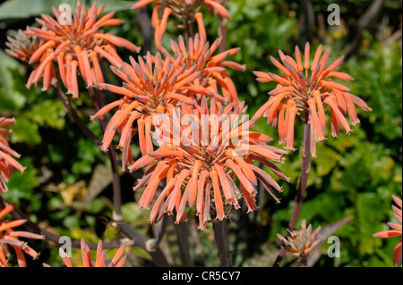 Aloe vera flowers menorca spain Stock Photo