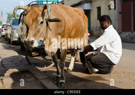 Cow being milked on the street in Madurai, Tamil Nadu, India, Asia Stock Photo