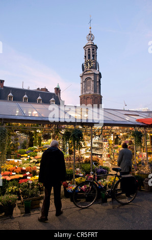 Netherlands, Amsterdam, flower market (Bloemenmarkt) Stock Photo