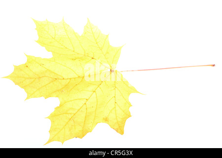autumn yellow maple leaf isolated on white Stock Photo