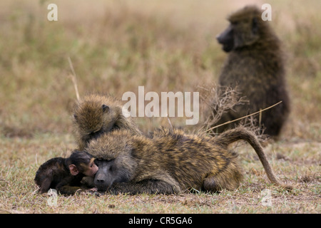 Kenya, Nakuru National Park, Anubis baboon (Papio hamadryas anubis), baby and mother Stock Photo