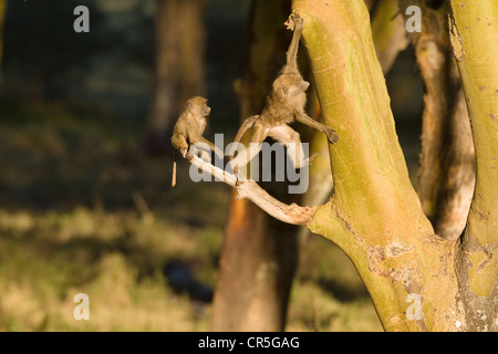 Kenya, Nakuru National Park, Anubis baboon (Papio hamadryas anubis), youngsters playing Stock Photo