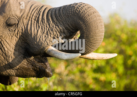Kenya, Masai Mara National Reserve, elephant (Loxodonta africana), drinking