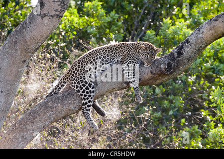 Kenya, Masai Mara National Reserve, leopard (Panthera pardus), female Stock Photo