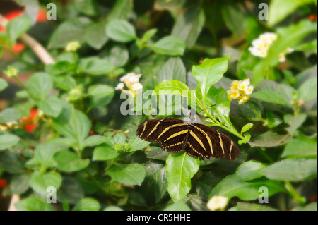 Male Zebra Butterfly aka Zebra Longwing Butterfly aka Yellow-barreled Heliconian Heliconius charitonius perched on Shrub Verbena Leaf Lantana camara These butterflies have long black wings with light yellow stripes. Wings spread wide open, captive, USA. Stock Photo