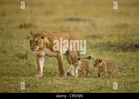 Kenya, Masai Mara National Reserve, lioness and lion cubs of 2 months old (Panthera leo) Stock Photo