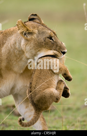 Kenya, Masai Mara National Reserve, lioness carrying lion cubs of 2 months old (Panthera leo) Stock Photo