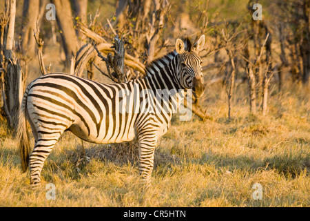 Bostwana, Moremi National Park, Delta of Okavango, Burchell's Zebra (Equus burchellii) Stock Photo