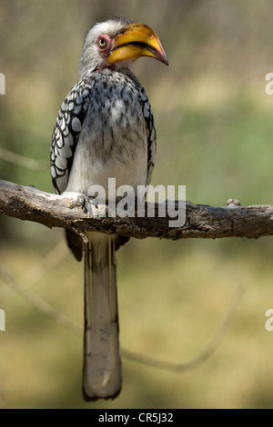 Bostwana, Moremi National Park, Delta of Okavango, Eastern yellow-billed hornbill (Tockus flavirostris) Stock Photo