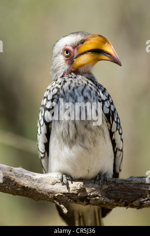 Bostwana, Moremi National Park, Delta of Okavango, Eastern yellow-billed hornbill (Tockus flavirostris) Stock Photo