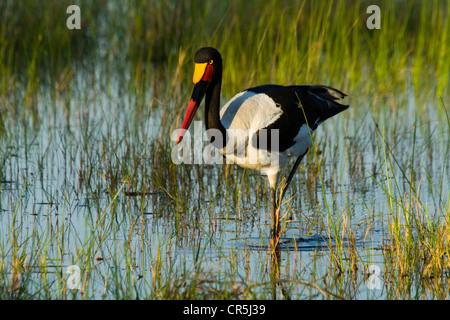 Bostwana, Moremi National Park, Delta of Okavango, female Saddle-billed Stork (Ephippiorhynchus senegalensis) Stock Photo