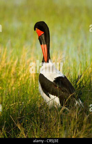 Bostwana, Moremi National Park, Delta of Okavango, female Saddle-billed Stork (Ephippiorhynchus senegalensis) Stock Photo