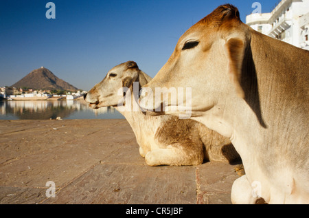 Holy cows at the ghats of Brahma Lake, Pushkar, Rajasthan, India, Asia Stock Photo