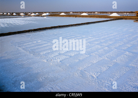 Salt production with artificial basins, created to let the water condense, Malya, Gujarat, India, Asia Stock Photo