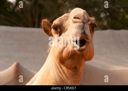 Elk206-1148 United Arab Emirates, Abu Dhabi, Heritage Village, camel Stock Photo