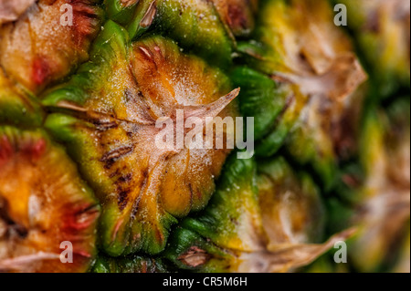 Ripe Pineapple (Ananas comosus), detail of the skin Stock Photo