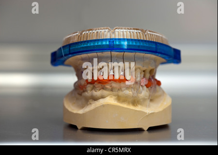 Dental model with upper and lower jaw Stock Photo