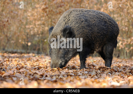 Wild boar (Sus scrofa), female, wild sow foraging, captive, North Rhine-Westphalia, Germany, Europe Stock Photo